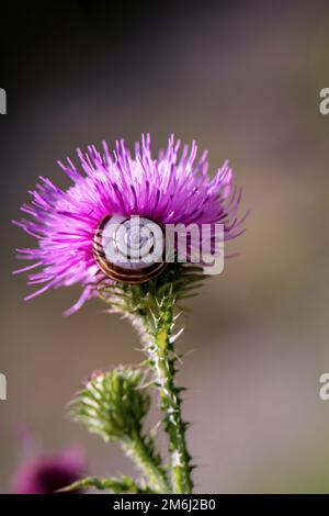A snail sits on a flower of a milk thistle. Stock Photo