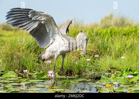 Shoebill photographed in the Mabamba Wetlands, on the edge of Lake Victoria near Entebbe, Uganda. Stock Photo