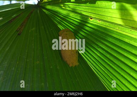 A Potter wasp nest on the surface of a large Ruffled Fan Palm leaf in the garden Stock Photo