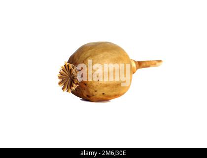 Isolated dry opium poppy head on white background. Stock Photo