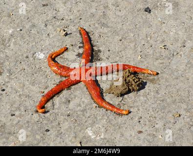 Starfish on the beach Stock Photo