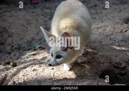 Fennek or desert fox (Vulpes zerda) in Oasis Park Stock Photo