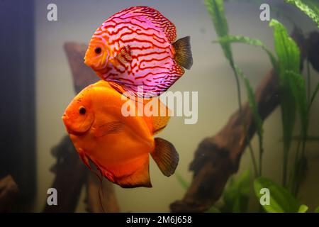 Portrait of a beautiful colored discus discus cichlid in a blackwater aquarium. Stock Photo