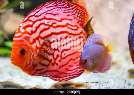 Portrait of a beautiful colored discus discus cichlid in a blackwater aquarium. Stock Photo