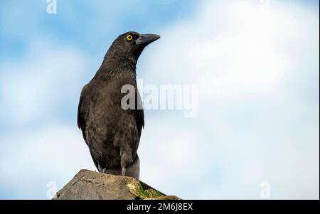 Australian Pied Currawong (Strepera graculina) Stock Photo