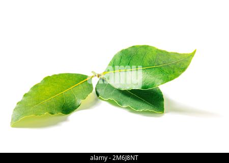 Bay leaf. Branch of laurel leaves, isolated on a white background Stock Photo