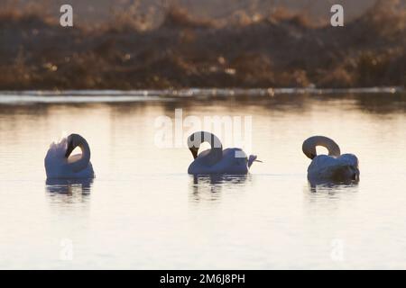 00758-01510 Trumpeter Swans (Cygnus buccinator) in wetland at sunrise, Marion Co., IL Stock Photo
