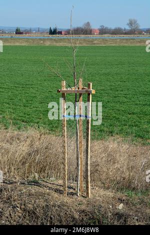 Mesh tree guard protecting young tree from wildlife damage. Seedling or sapling fenced with metal wire protective mesh. Stock Photo