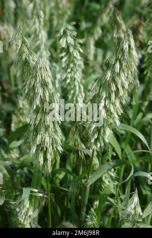 Goldentop Grass (Lamarckia aurea) Stock Photo