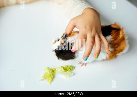 White-orange-black pretty guinea pig sit on table closeup and eat fresh lettuce. Hand of little girl feed and scratch hungry furry cavy. Healthy Stock Photo