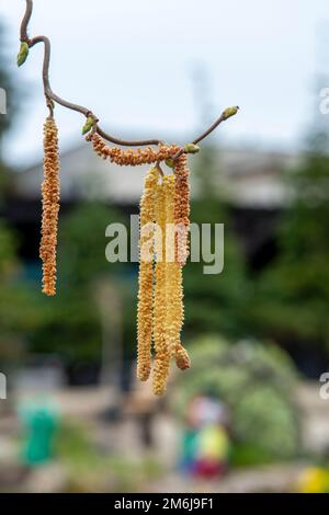The Corkscrew hazel (Corylus avellana Contorta) male catkins in the early spring. Stock Photo