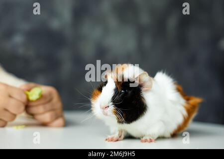 White-orange-black beautiful guinea pig sit on table closeup, selective focus, gray blurred wall. Hands of child feed hungry furry cavy with greens Stock Photo