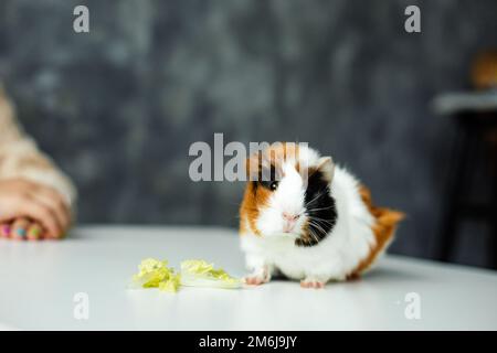 White-orange-black beautiful guinea pig sit on table closeup and eat fresh lettuce, selective focus, gray blurred wall. Hungry furry cavy. Healthy Stock Photo