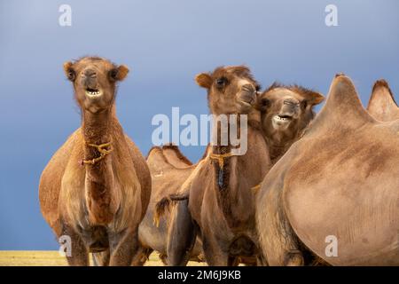 Group camels in steppe Stock Photo