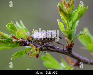 Close up of a gray garden bug, Rhaphigaster nebulosa on a plant. Stock Photo