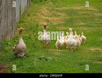 The geese are walking home along the fence. Weird funny goose Stock Photo