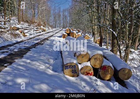 Log pile in winter Stock Photo