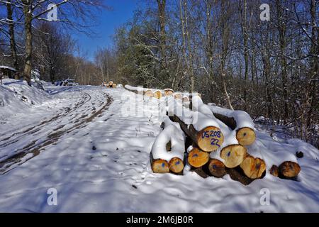Log pile in winter Stock Photo