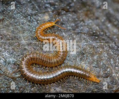 A close-up of a ground centipede, Geophilus carpophagus. Stock Photo