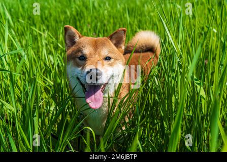 Happy shiba inu dog. Red-haired Japanese dog smile portrait. Stock Photo