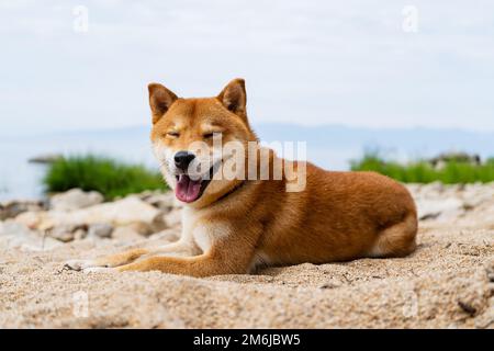 Happy red shiba inu dog is lying on the sand. Red-haired Japanese dog. Stock Photo