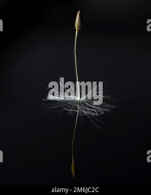 Single Dandelion (Taraxacum) seed isolated on black background with reflection. Stock Photo
