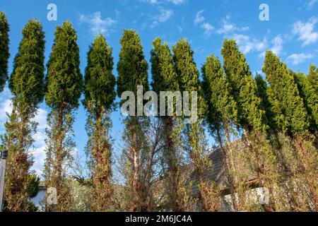 Thuja (Arborvitae) branches and needles eaten by deer in the winter season. Deer damage to Cedar hedge. Stock Photo