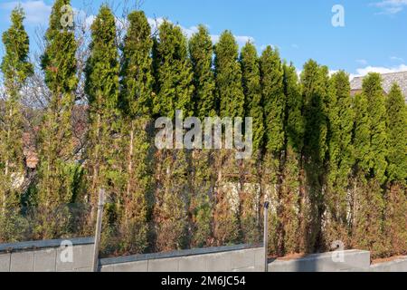 Thuja (Arborvitae) branches and needles eaten by deer in the winter season. Deer damage to Cedar hedge. Stock Photo