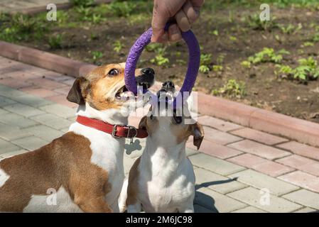 Two Jack Russell Terrier puppies playing with puller toy Stock Photo