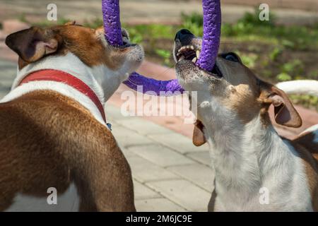 Two Jack Russell Terrier puppies playing with puller toy closeup Stock Photo