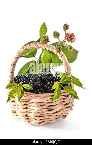 Ripe blackberries with leaves on a white background with soft shadow Stock Photo