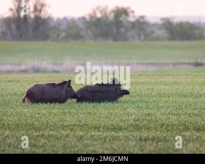 Wild boars feeding on green grain field in summer. Wild pig hiding in agricultural country copy space. Vertebrate grazing in sum Stock Photo