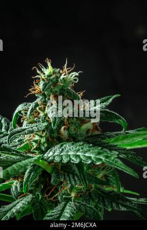 Blooming cannabis plant with white and yellow flowers on a black background Stock Photo
