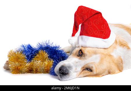 Central Asian Shepherd Dog and santa red hat Stock Photo
