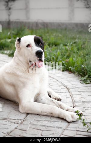 Central Asian Shepherd Dog alabai lays watching seriously Stock Photo