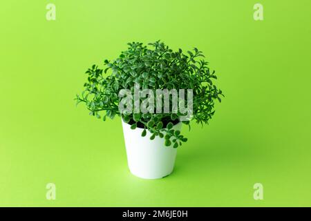 Grassy green plastic plant in pots on green background isolated Stock Photo