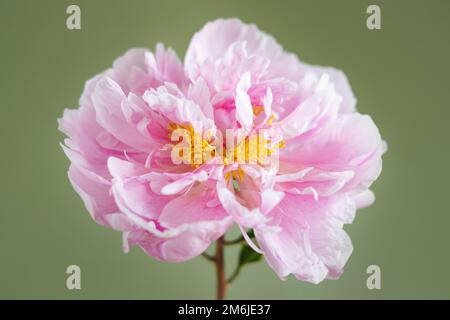 Beautiful fresh pink peonies in glass vase on green background.Modern still life.Natural floral background Stock Photo