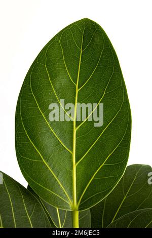 Ficus Altissima Variegated benghalensis Beautiful Leaf on white background isolated, green plant leaves Stock Photo