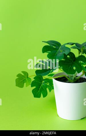 Grassy green plastic plant in pots on green background isolated Stock Photo