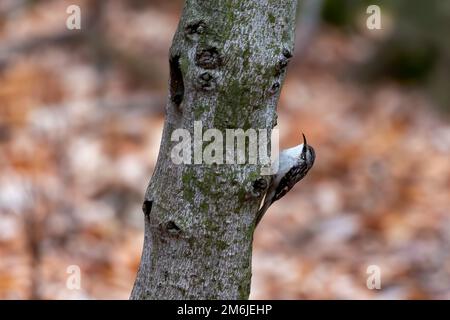 The downy woodpecker (Dryobates pubescens) Stock Photo