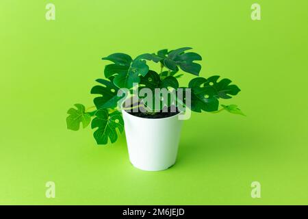 Grassy green plastic plant in pots on green background isolated Stock Photo