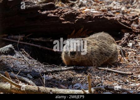 The groundhog (Marmota monax), also known as a woodchuck on a meadow. Stock Photo