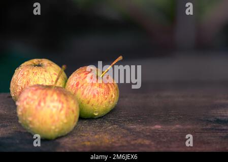 Three ripe wet apples on bench in garden autumn rain Stock Photo