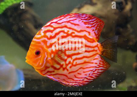 Portrait of a beautiful colored discus discus cichlid in a blackwater aquarium. Stock Photo