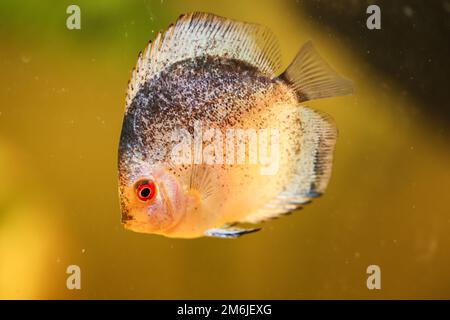 Portrait of a beautiful colored discus discus cichlid in a blackwater aquarium. Stock Photo