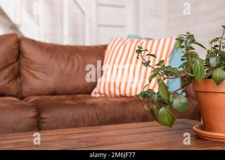 Old brown leather couch and plantin wooden house background. Aged orange sofa skin with pillows , interior in natural day light Stock Photo