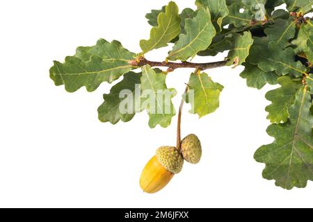 Acorn on oak branch green leaves white background Stock Photo
