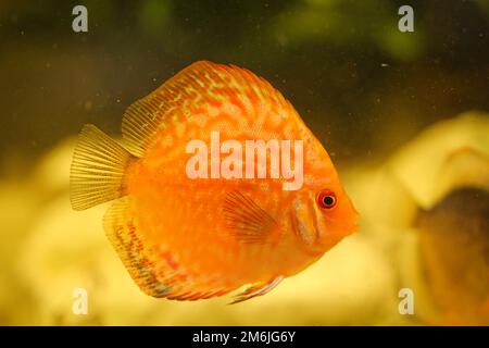 Portrait of a beautiful colored discus discus cichlid in a blackwater aquarium. Stock Photo