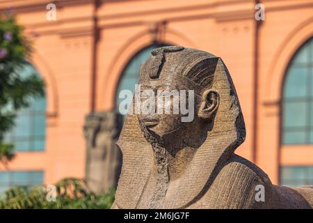 Cairo, Egypt -  November 13, 2021: Sphynx statue at the Cairo Museum in Cairo, Egypt Stock Photo