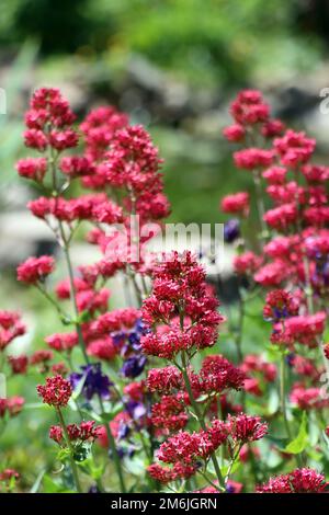 Red spurge - Centranthus ruber, flowering plant in the natural garden Stock Photo